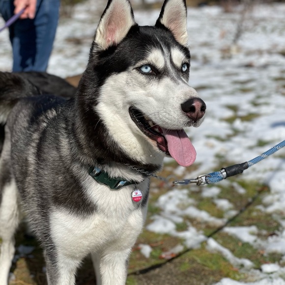 Meet your Posher, Gary - Picture 1 of 1